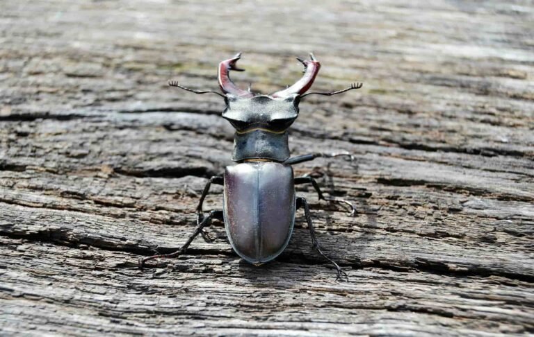 Big beetle on a wooden surface